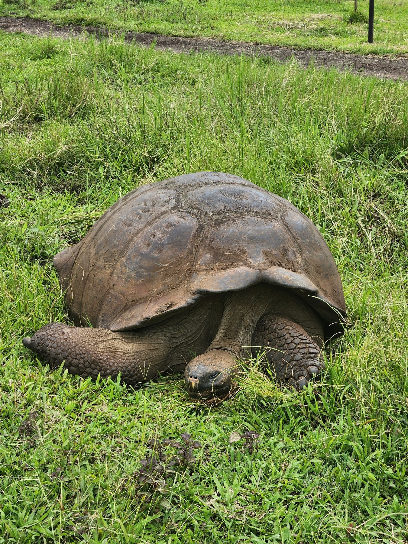 Santa Cruz · Tortugas gigantes